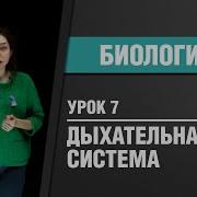 Развиваем Дыхательную Систему 5 Класс