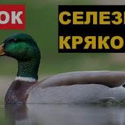 Утка Кряк Селезень