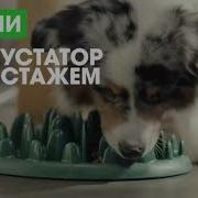 Реклама Перфект Фит Молодость Питомца На Долгие Годы 2019