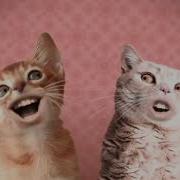 Numa Cat Effects Sponsored By Preview 2 Effects