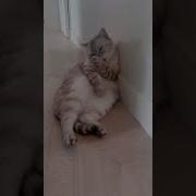 Кот Вылизывается