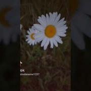Вспыхнул Солнце Закатом