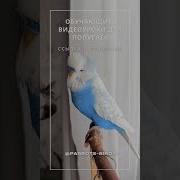 Учим Попугая Говорить Урок 29 Доброе Утро