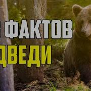 Факты О Медведях