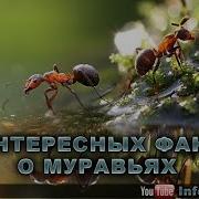 10 Интересных Фактов О Муравьях