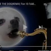 Топ 10 Песен Пёс Гейб Ft Пёс Гейб