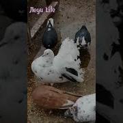 Голубь Танцует
