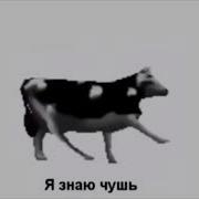 Корова Танцует Под Польскою Музыку