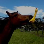 Funny Horses