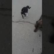 Я Домой По Дороге Полевой Загуляла
