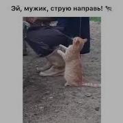 Кис Мяу Кис Мяу Кити Хочет Молока