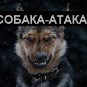Собака Для Виброколонки