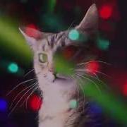 Disco Cats