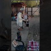 Буба Поздравляет С Днем Рождения