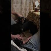 Поющие Собаки Забавные Собаки Поют Песни Mp4