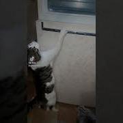 Смешные Коты И Кошки Где Моя Сосиска