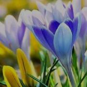 Ностальгия Frederic Chopin Garden Of Eden Фредерик Шопен Сад Эдема