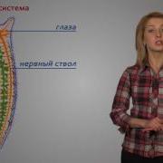 9 Параграф Биология 7 Класс