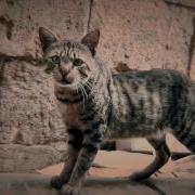 Streets Of Cairo Arnold Palmer Remix Edit