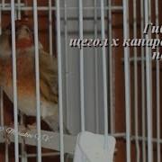 Гибрид Щегол И Канарейка Пение