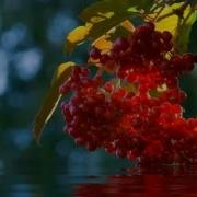 Вальс Червоної Калини