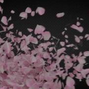 5 Sakura Particle Transition Motion Graphics