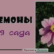 Анемона Anemone