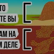 Муравьед Расказ Про Сахар И Муравья