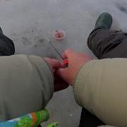 Карась Зимой Беляевка Насоска Яськи