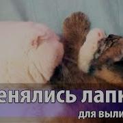 Кот Вылизывается