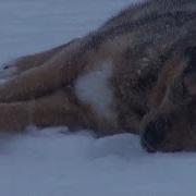 Один День На Таёжной Речке Once On A Taiga River