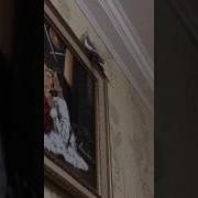Попугай Карел Вася Копирует Звук Смс