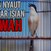 Suara Burung Pented Nembak