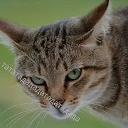 Кот Поëт Рингтон Песни