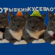 Заставка Котинет Карусель Ирисхека
