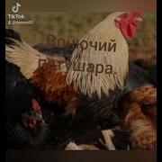 А4 Ты Лошара