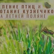 Пение Птиц И Стрекотание Кузнечиков На Летней Поляне