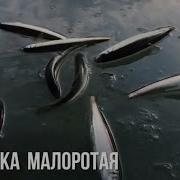 Корюшка Малоротка Рыбалка На О Сахалин