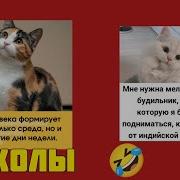 Шуточные Песни О Семейной Жизни