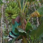 Растут Бананы Высоко Достать Бананы Нелегко Хочу Банан As I Was Producing Banana