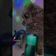 Ночь За Окном И Звон Бокалов В Тишине