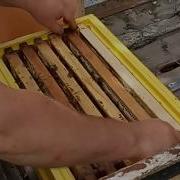 Карника Ио От Андрея Щитовского