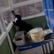 Кот Говорит Уйди Уйди Гули Гули Ржака