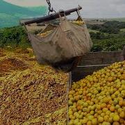 Апельсины В Золотистой Кожуре