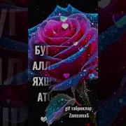 Хайрли Тонг Шерлар