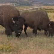 Buffalo And Bison Sounds