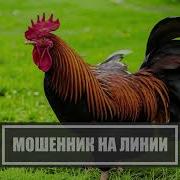 Мошенник На Линии Агрессивно Настроенная Мошня 102