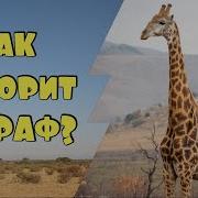 Жираф Звук