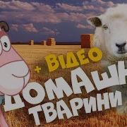 Тварини Відео Для Дітей Назви Тварин Дикі Та Свійські Тварини Для