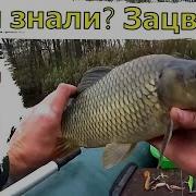 Не Пропусти Зацвел Этот Куст Начался Клев Карася И Карпа